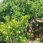 Antico Principato Di Seborga * Vallebona